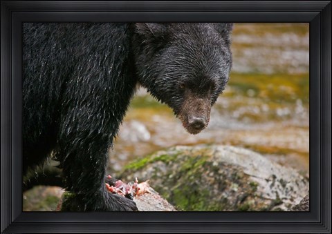 Framed British Columbia, Gribbell Island, Black bear, salmon Print