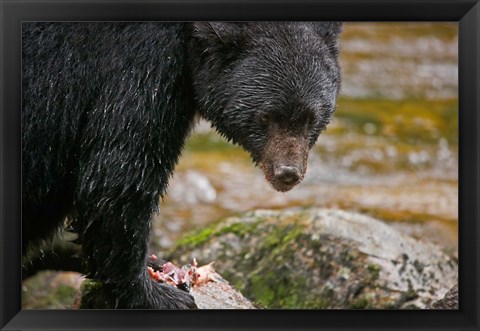 Framed British Columbia, Gribbell Island, Black bear, salmon Print