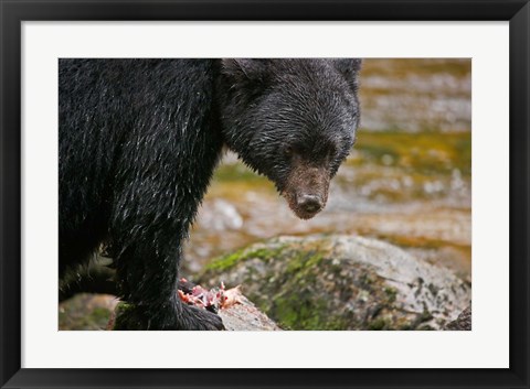 Framed British Columbia, Gribbell Island, Black bear, salmon Print