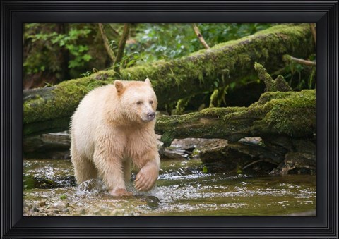 Framed British Columbia, Princess Royal Island, Spirit Bear Print
