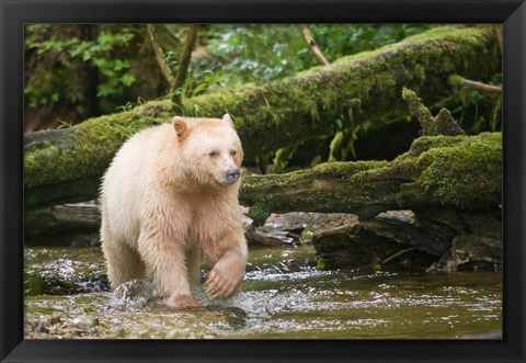 Framed British Columbia, Princess Royal Island, Spirit Bear Print