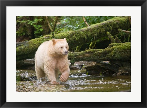 Framed British Columbia, Princess Royal Island, Spirit Bear Print