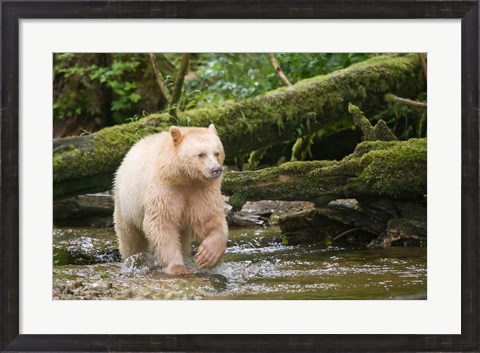 Framed British Columbia, Princess Royal Island, Spirit Bear Print
