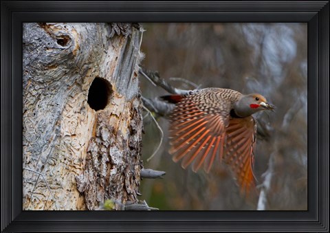 Framed British Columbia, Red-shafted Flicker bird Print