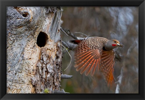 Framed British Columbia, Red-shafted Flicker bird Print