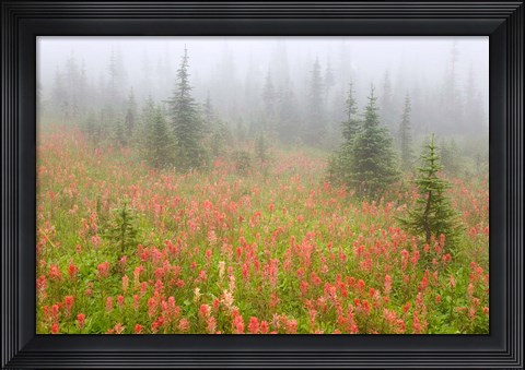 Framed British Columbia, Revelstoke NP, Misty meadow Print