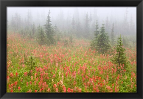 Framed British Columbia, Revelstoke NP, Misty meadow Print