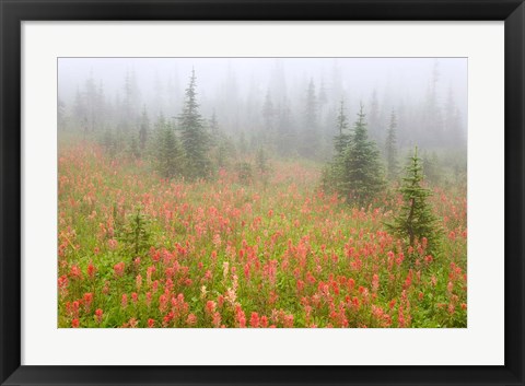 Framed British Columbia, Revelstoke NP, Misty meadow Print