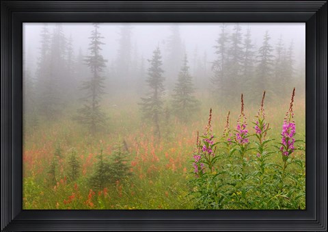 Framed Misty Meadow Scenic, Revelstoke National Park, British Columbia, Canada Print