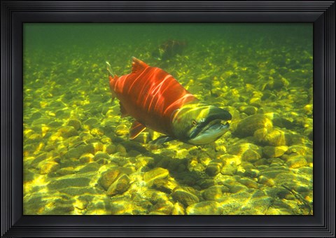Framed British Columbia, Adams River Sockeye salmon migrating Print