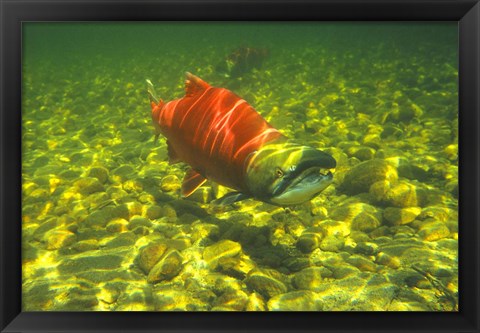 Framed British Columbia, Adams River Sockeye salmon migrating Print