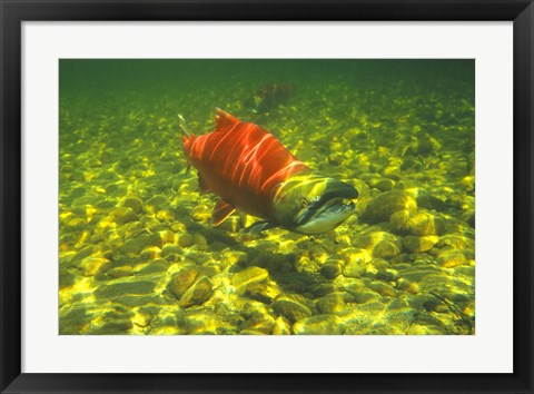 Framed British Columbia, Adams River Sockeye salmon migrating Print