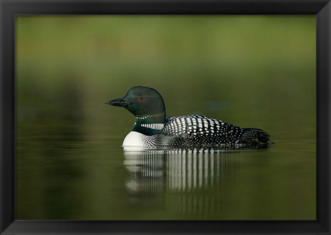 Framed British Columbia, Kamloops, Common loon bird Print