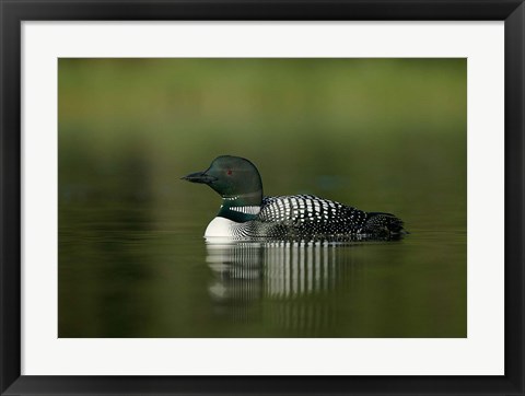 Framed British Columbia, Kamloops, Common loon bird Print