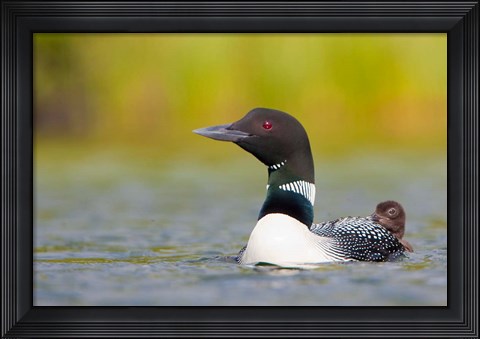 Framed British Columbia, Common Loon, breeding plumage Print