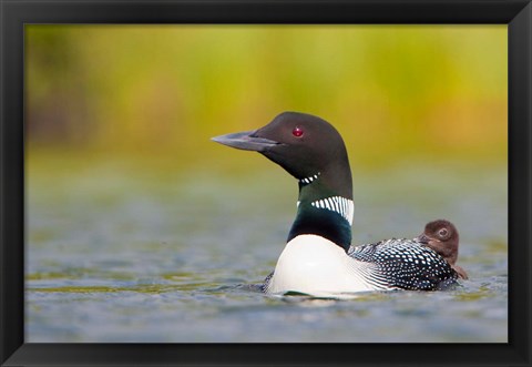 Framed British Columbia, Common Loon, breeding plumage Print