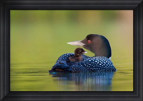 Framed British Columbia, Common Loons Print