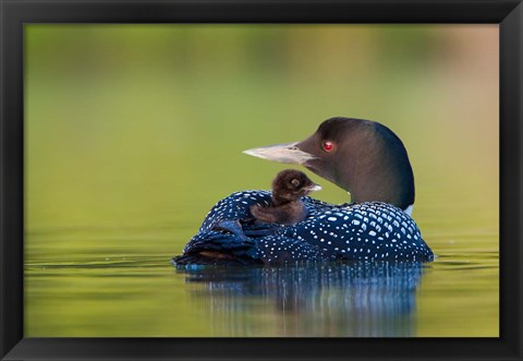 Framed British Columbia, Common Loons Print