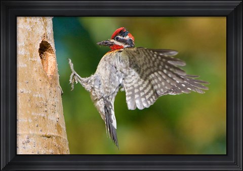 Framed British Columbia, Red-naped Sapsucker bird Print