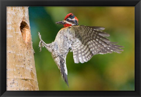 Framed British Columbia, Red-naped Sapsucker bird Print