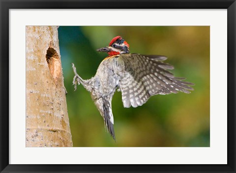 Framed British Columbia, Red-naped Sapsucker bird Print