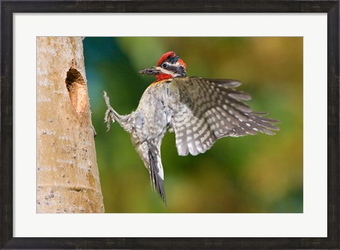 Framed British Columbia, Red-naped Sapsucker bird Print