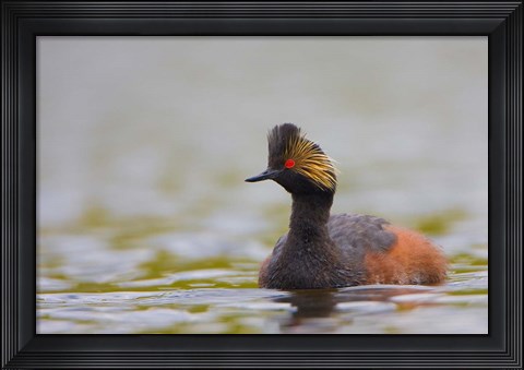 Framed Canada, British Columbia, Eared Grebe, breeding plumage Print