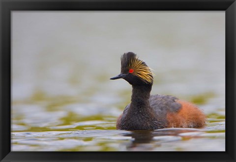 Framed Canada, British Columbia, Eared Grebe, breeding plumage Print