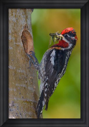 Framed Canada, British Columbia, Red-naped Sapsucker bird, nest Print