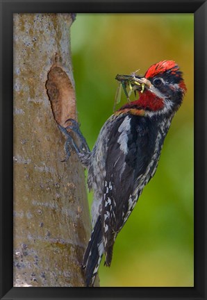 Framed Canada, British Columbia, Red-naped Sapsucker bird, nest Print