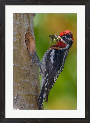 Framed Canada, British Columbia, Red-naped Sapsucker bird, nest Print