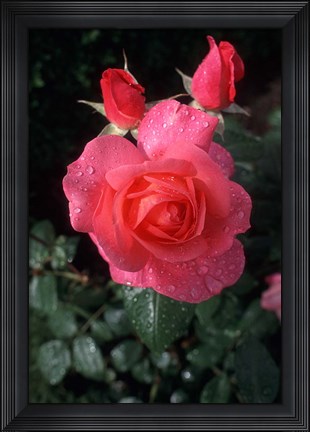 Framed English Rose in Butchart Gardens, Vancouver Island, British Columbia, Canada Print