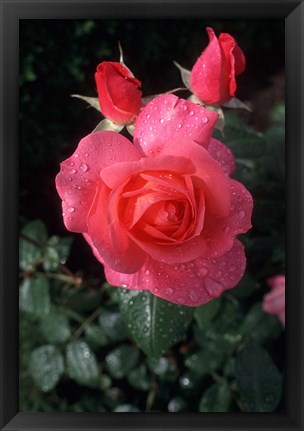 Framed English Rose in Butchart Gardens, Vancouver Island, British Columbia, Canada Print