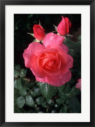 Framed English Rose in Butchart Gardens, Vancouver Island, British Columbia, Canada Print