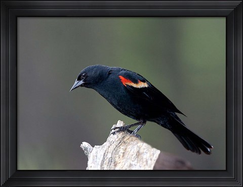 Framed British Columbia, Red-winged Blackbird Print