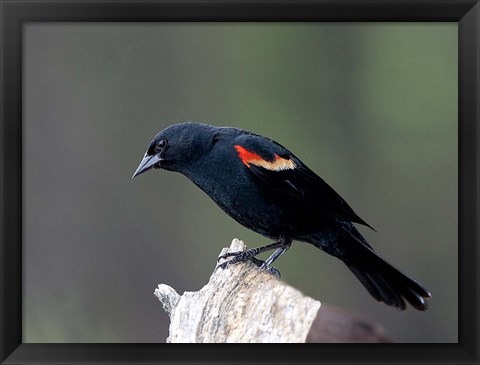 Framed British Columbia, Red-winged Blackbird Print