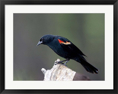 Framed British Columbia, Red-winged Blackbird Print