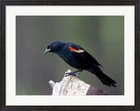 Framed British Columbia, Red-winged Blackbird Print