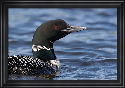 Framed British Columbia Portrait of a Common Loon bird Print