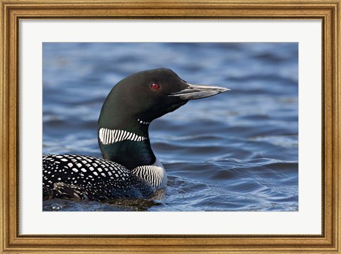 Framed British Columbia Portrait of a Common Loon bird Print