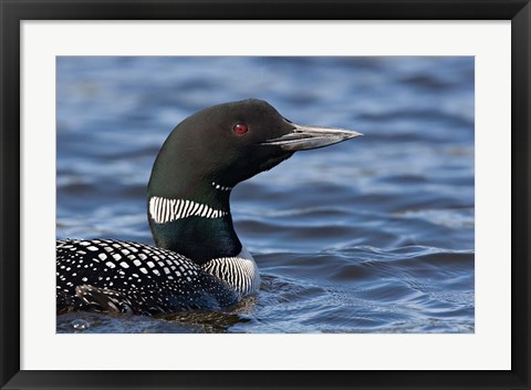 Framed British Columbia Portrait of a Common Loon bird Print