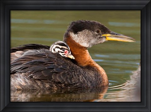 Framed Logan Lake, British Columbia, Canada Print