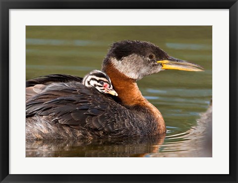 Framed Logan Lake, British Columbia, Canada Print