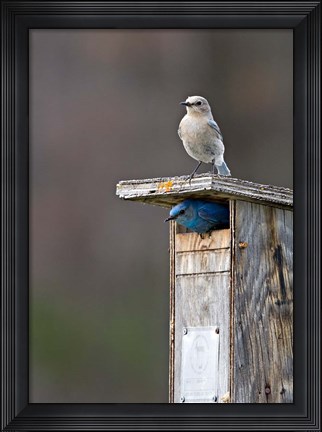 Framed Mountain Bluebirds, British Columbia, Canada Print