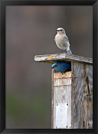 Framed Mountain Bluebirds, British Columbia, Canada Print