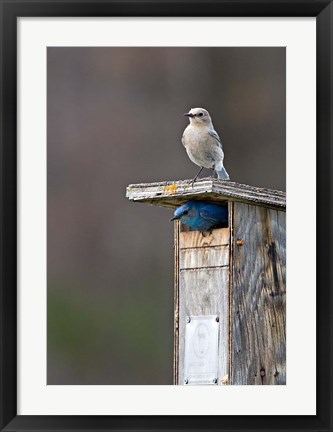 Framed Mountain Bluebirds, British Columbia, Canada Print