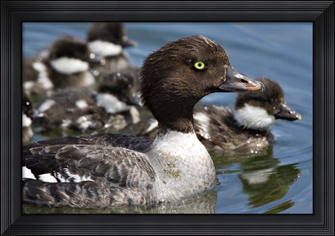 Framed Barrow&#39;s Goldeneye Female with Chicks, Lac Le Jeune, British Columbia, Canada Print