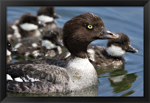 Framed Barrow&#39;s Goldeneye Female with Chicks, Lac Le Jeune, British Columbia, Canada Print
