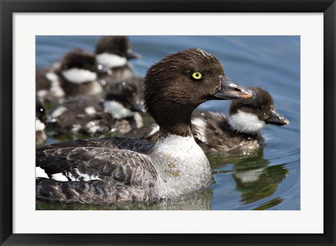 Framed Barrow&#39;s Goldeneye Female with Chicks, Lac Le Jeune, British Columbia, Canada Print