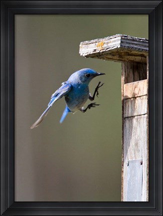 Framed British Columbia, Mountain Bluebird Print